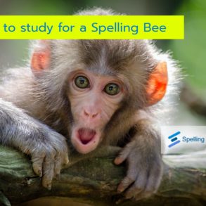 how to study for a spelling bee