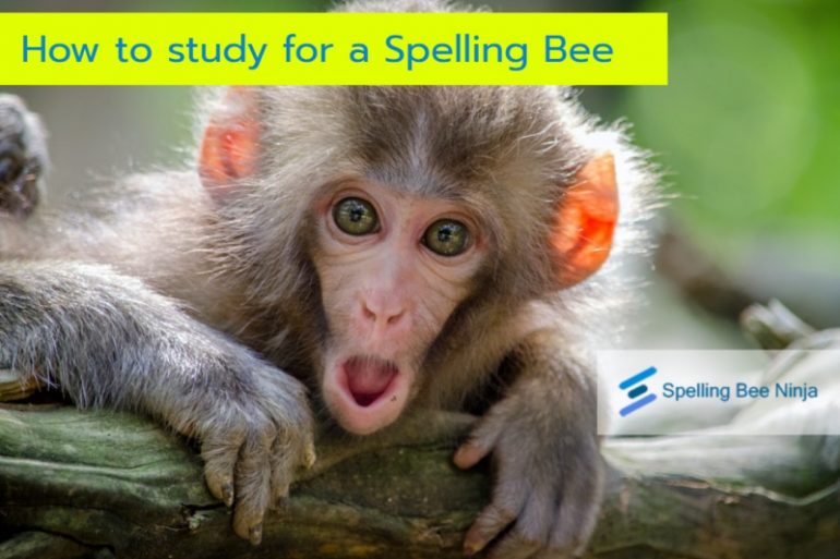 How to study for a Spelling Bee.