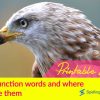 Conjunction words list and where to use them