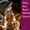 Why are root words important