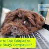 How to Use Editpad as Your Study Companion?