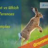 what vs which differences and examples