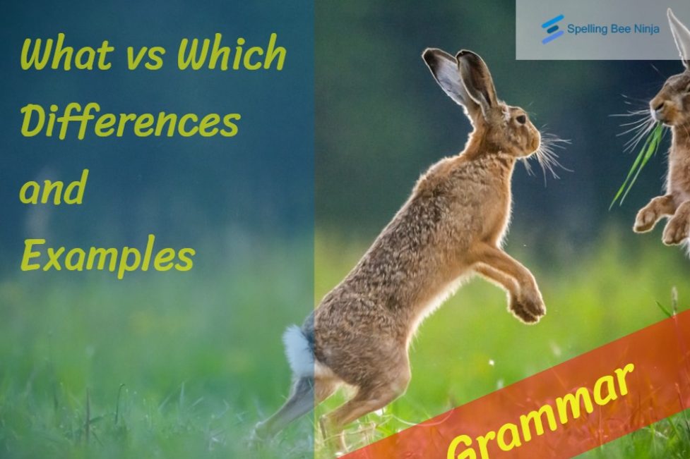 what vs which differences and examples