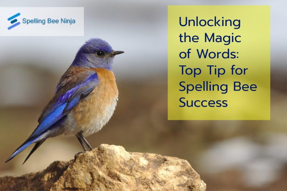 Unlocking the Magic of Words – Top Tips for Spelling Bee Success