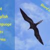 ELA English Language Arts