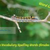 Math Vocabulary Spelling Words (Grades 3–6)