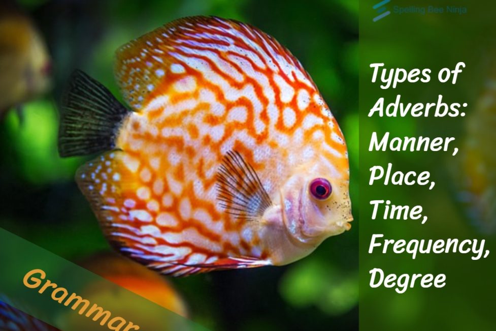 Types of Adverbs: Manner, Place, Time, Frequency, Degree