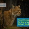 Visual Strategies for Memorizing Difficult Spellings