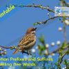 Common Prefixes and Suffixes in Spelling Bee Words 
