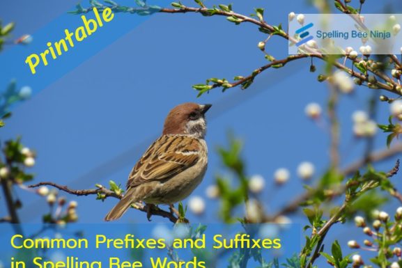 Common Prefixes and Suffixes in Spelling Bee Words 