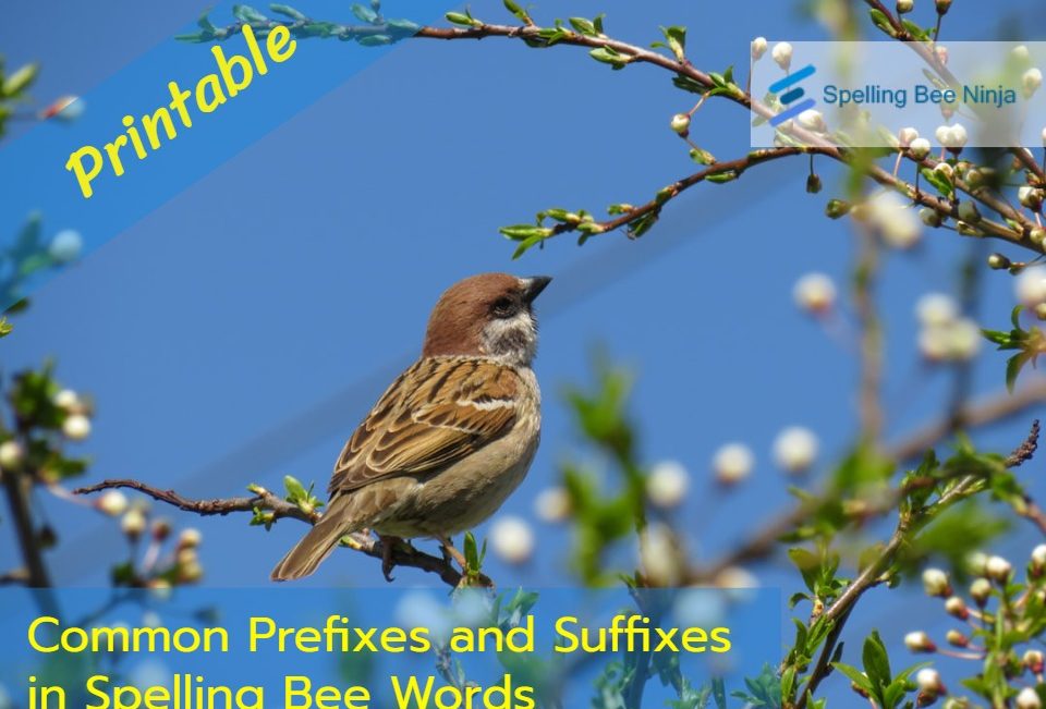 Common Prefixes and Suffixes in Spelling Bee Words 