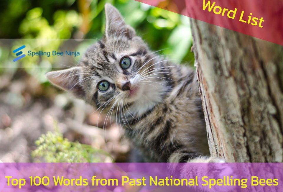 Top 100 Words from Past National Spelling Bees