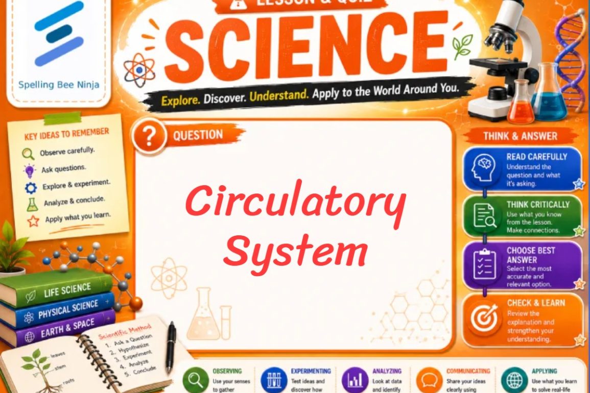 🎓 Circulatory System: Interactive Lesson on the Heart and Blood Flow