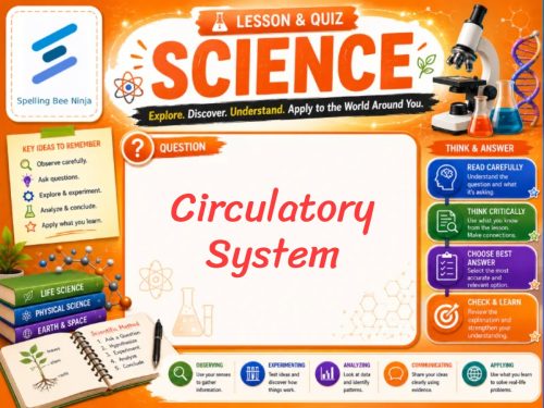 Circulatory System Lesson and Quiz