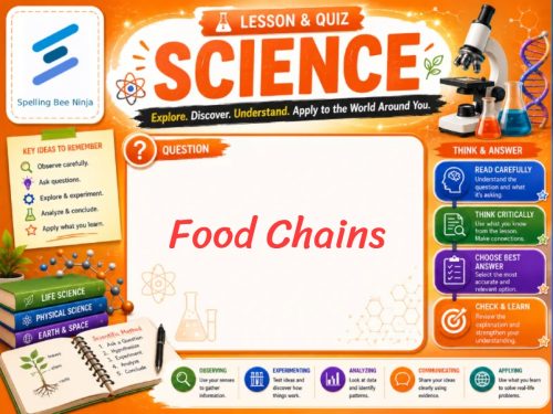Food Chains Lesson and Quiz