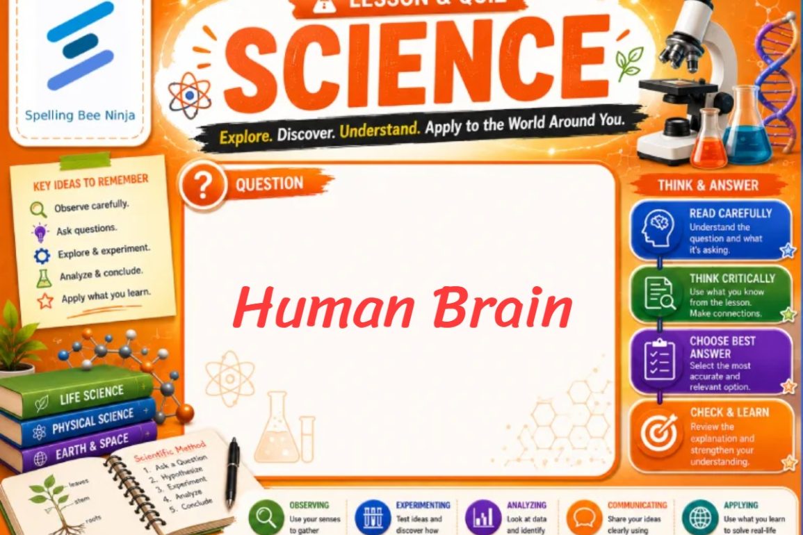 🎓 Human Brain: Interactive Lesson on the Nervous System