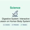 🎓 Digestive System: Interactive Lesson on Human Body Systems