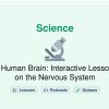 🎓 Human Brain: Interactive Lesson on the Nervous System