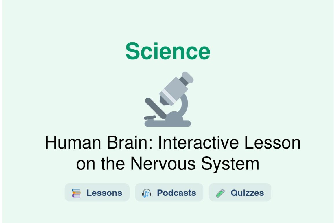 🎓 Human Brain: Interactive Lesson on the Nervous System